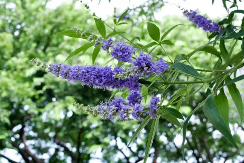 Agnus Castus-Benefits, Uses, and Myths Explained