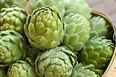 Artichoke Herb-Unlocking Health Benefits and Culinary Uses