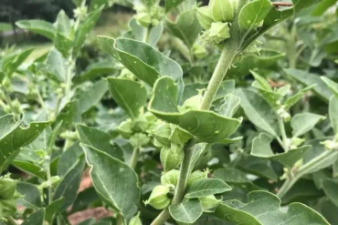 Ashwagandha Herb-Unlocking Nature's Stress-Relief Power