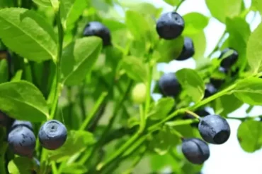 Bilberry Herb Benefits-Unlocking Health and Wellness Potential