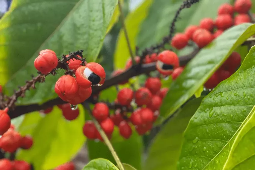 Guarana Fruit - Benefits, Side Effects, and Where to Buy