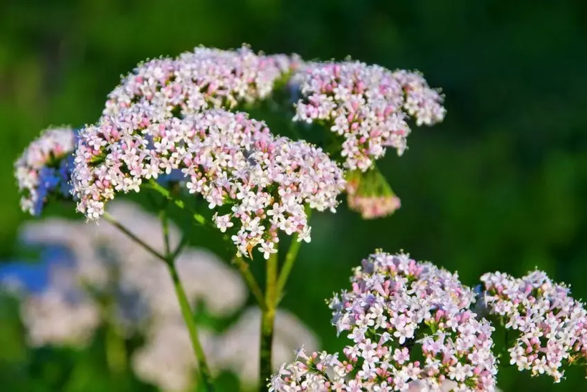 Valerian Plant Benefits Natural Remedy for Sleep and Anxiety